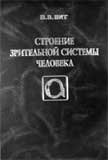 Строение зрительной системы человека