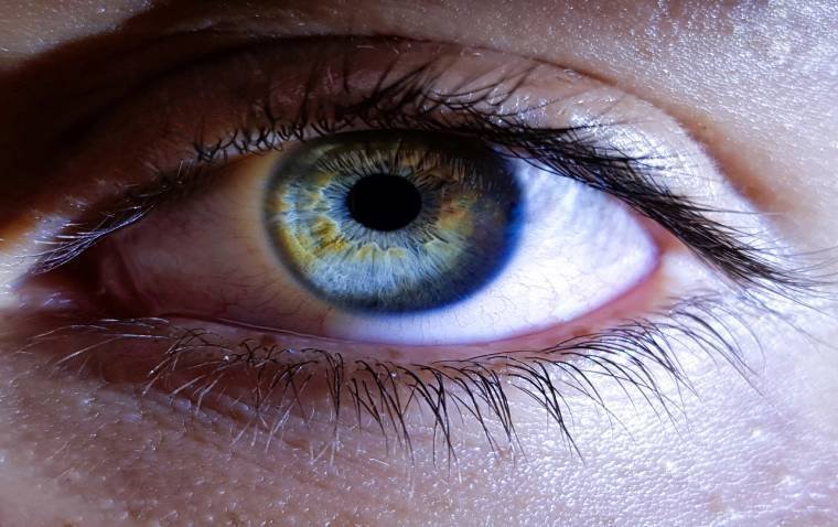 Двойная система механизмов пластичности доминирования глаз у взрослых