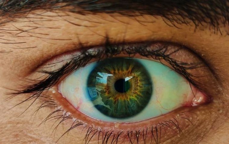 Редкие ганглиозные клетки сетчатки определены как ключевое звено в механизмах цветовосприятия