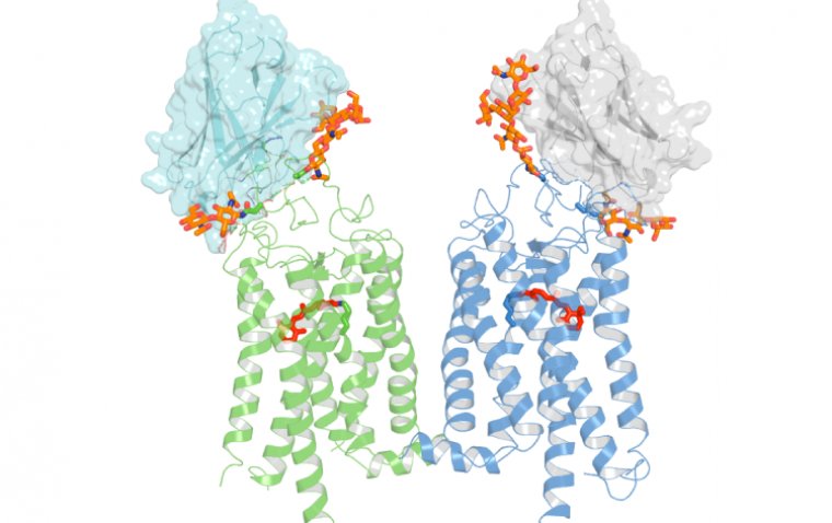 Антитело лам открывает перспективы терапии пигментного ретинита