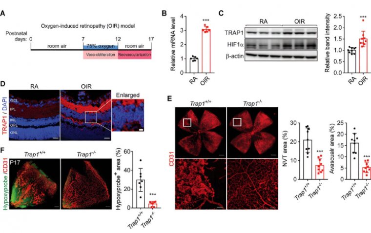 Разработана технология таргетинга митохондриального шаперона TRAP1 для терапии ишемической ретинопатии