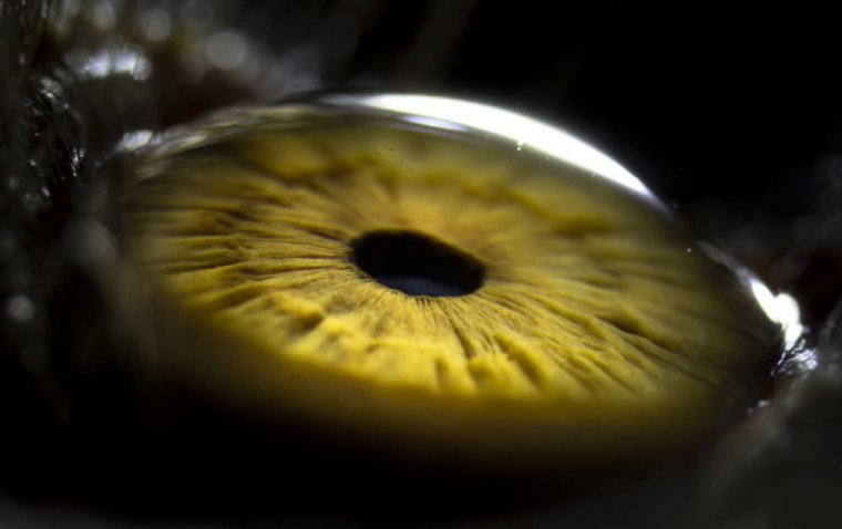 Биомеханический фактор риска: значение корнеального гистерезиса в диагностике глаукомы