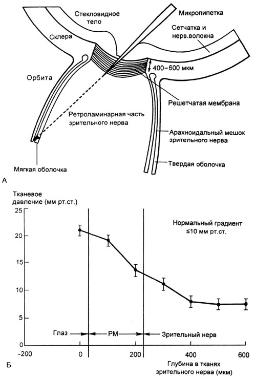 Волков - Рис.5. Схема, поясняющая наличие градиента давлений в толще решетчатой мембраны (РМ).